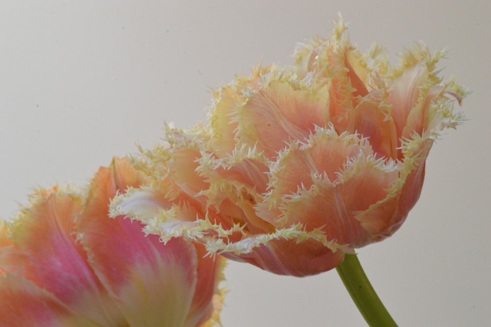 a close up of two flowers in a vase