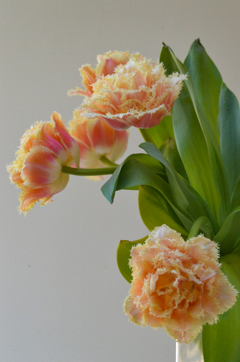 a vase filled with pink flowers on top of a table