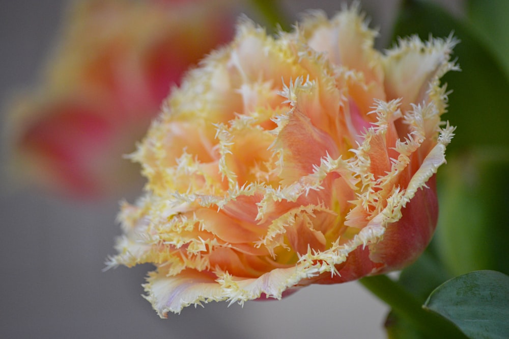 a close up of a flower with a blurry background