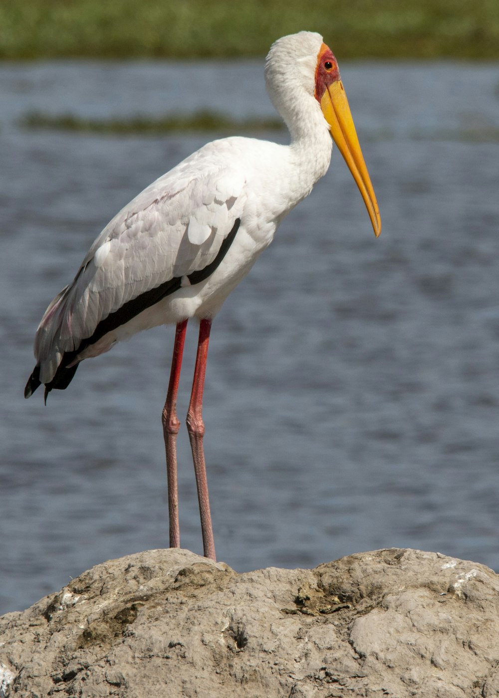 a white bird with a yellow beak standing on a rock