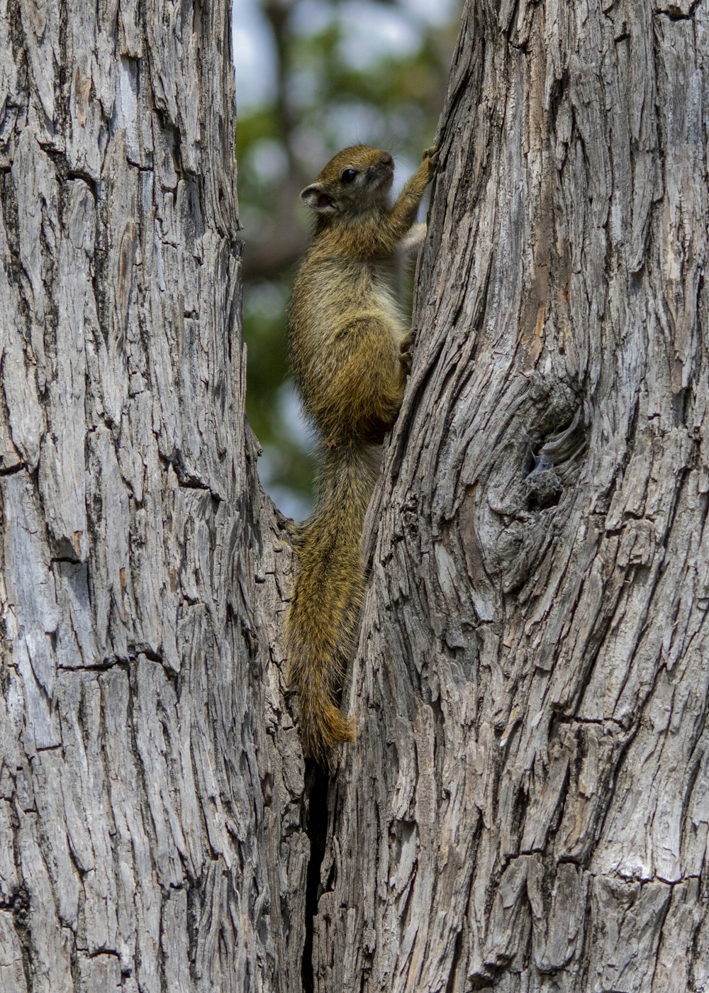 a small animal climbing up the side of a tree