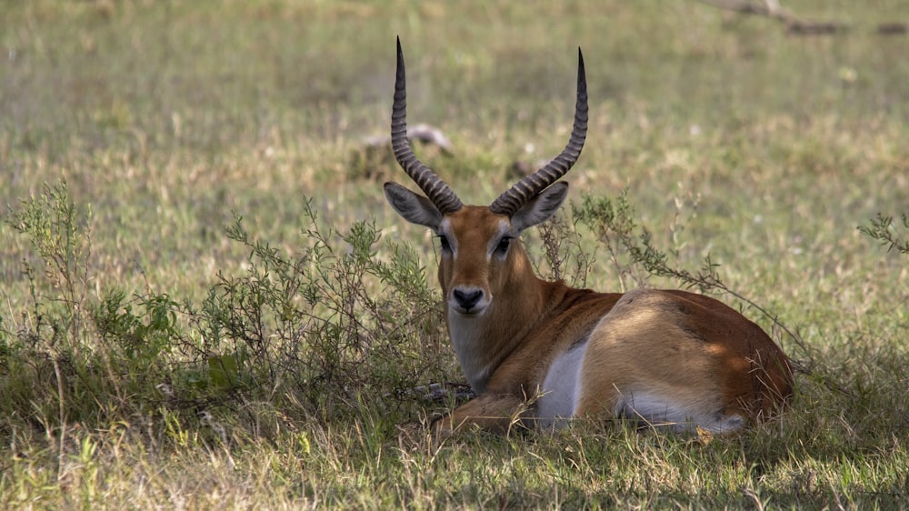 an antelope laying down in a grassy field
