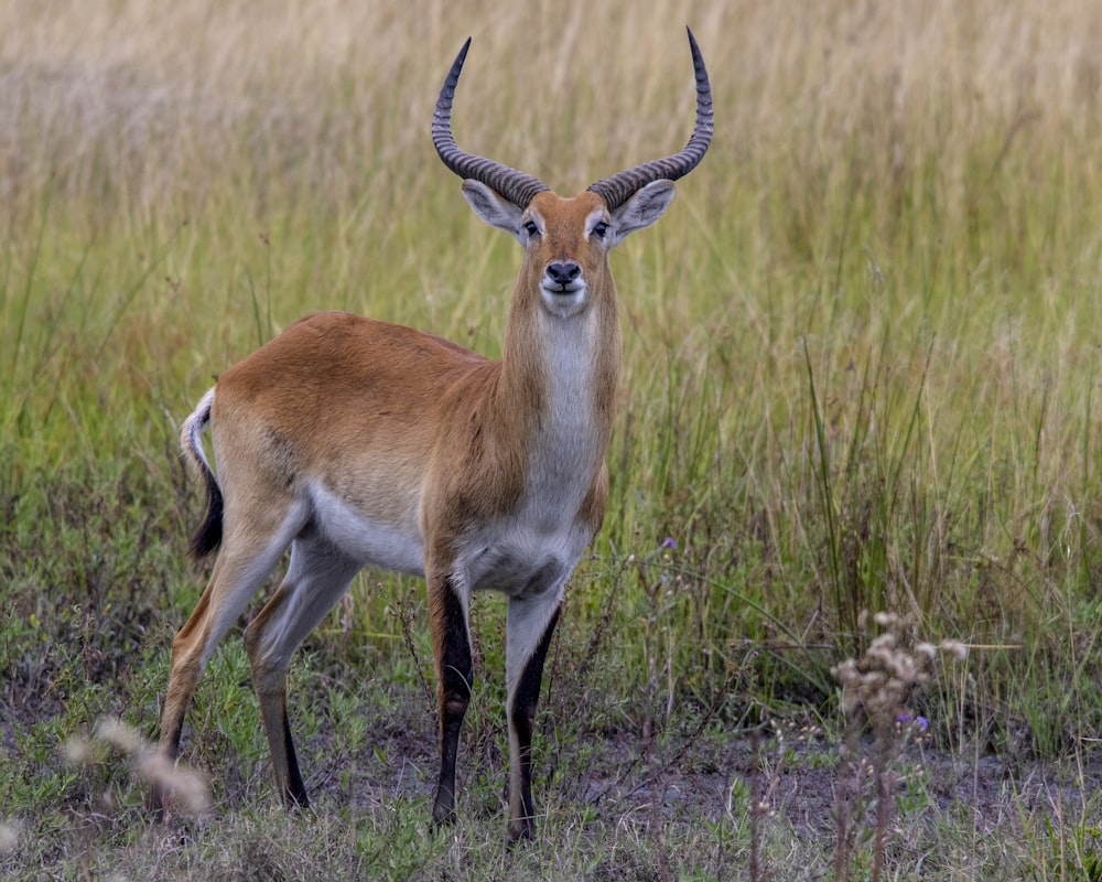 a gazelle standing in a field of tall grass