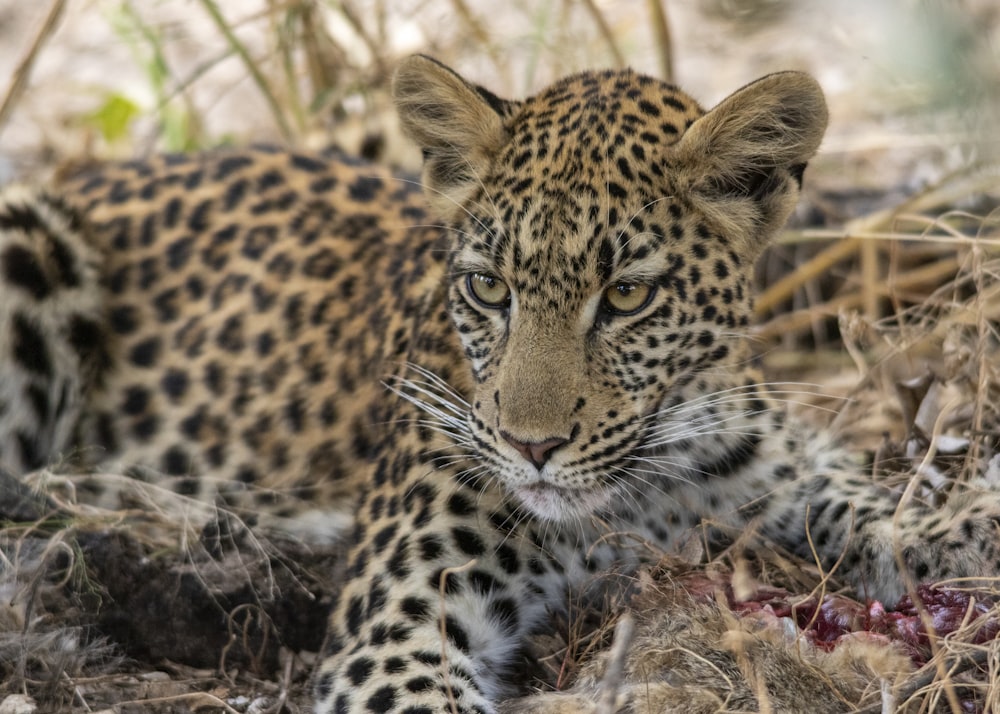 a close up of a leopard laying on the ground