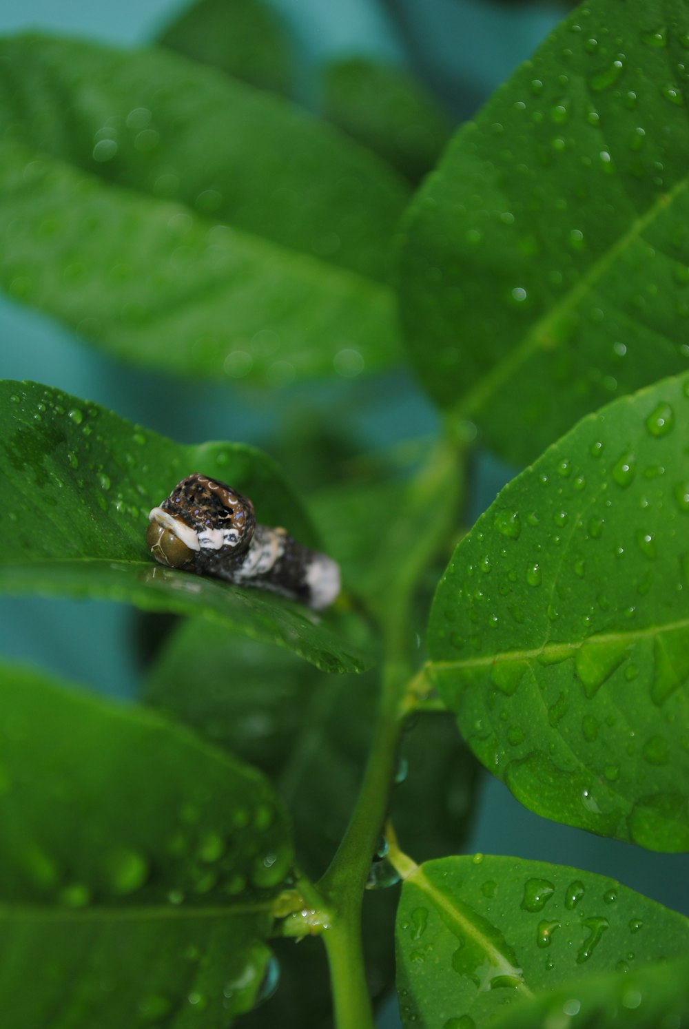 a bug sitting on top of a green leaf