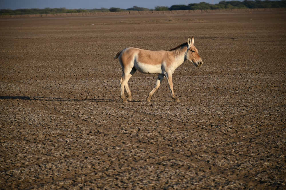a brown and white horse walking across a dirt field