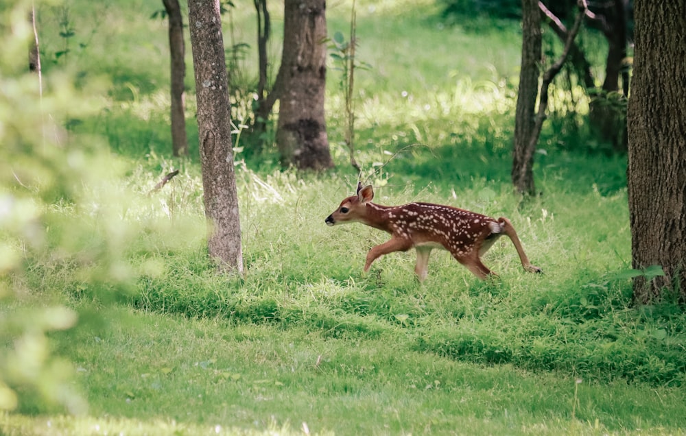 Un piccolo cervo che corre attraverso una foresta erbosa