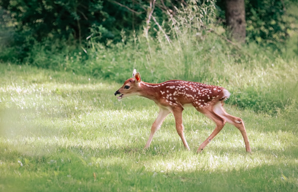 Un giovane cervo cammina attraverso l'erba