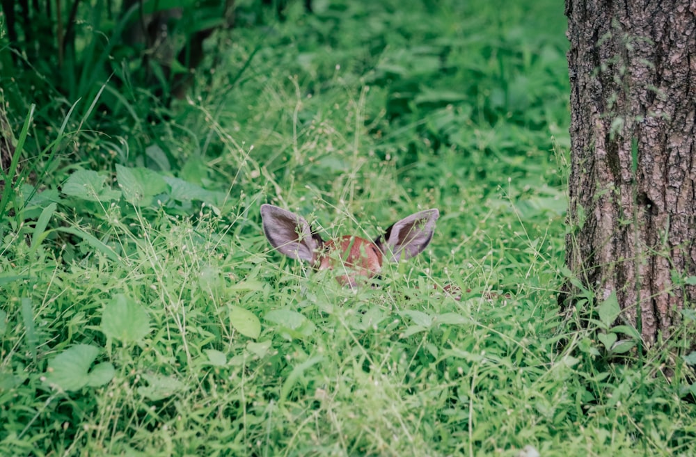 a small deer hiding behind a tree in the grass