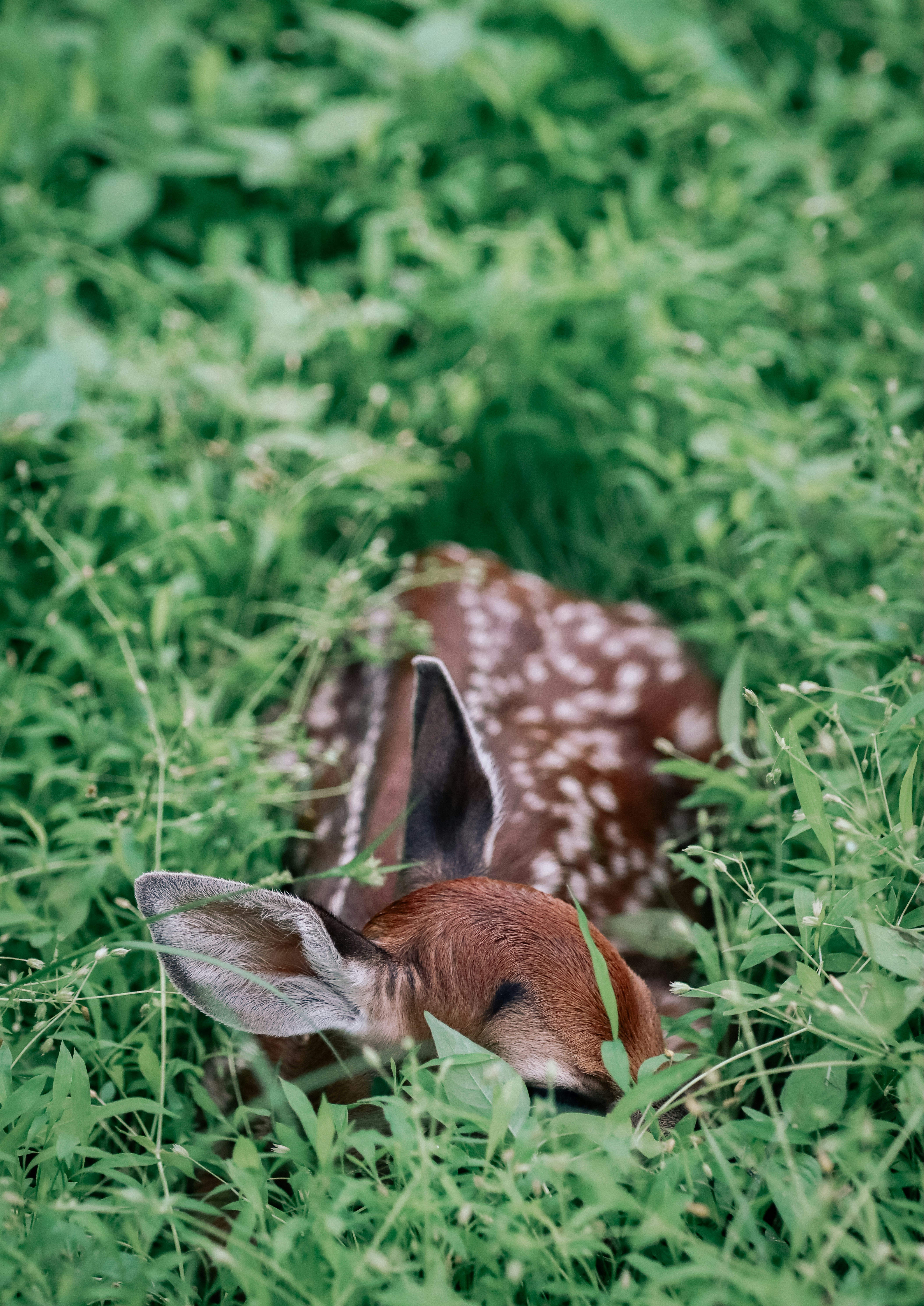 a small deer laying down in the grass