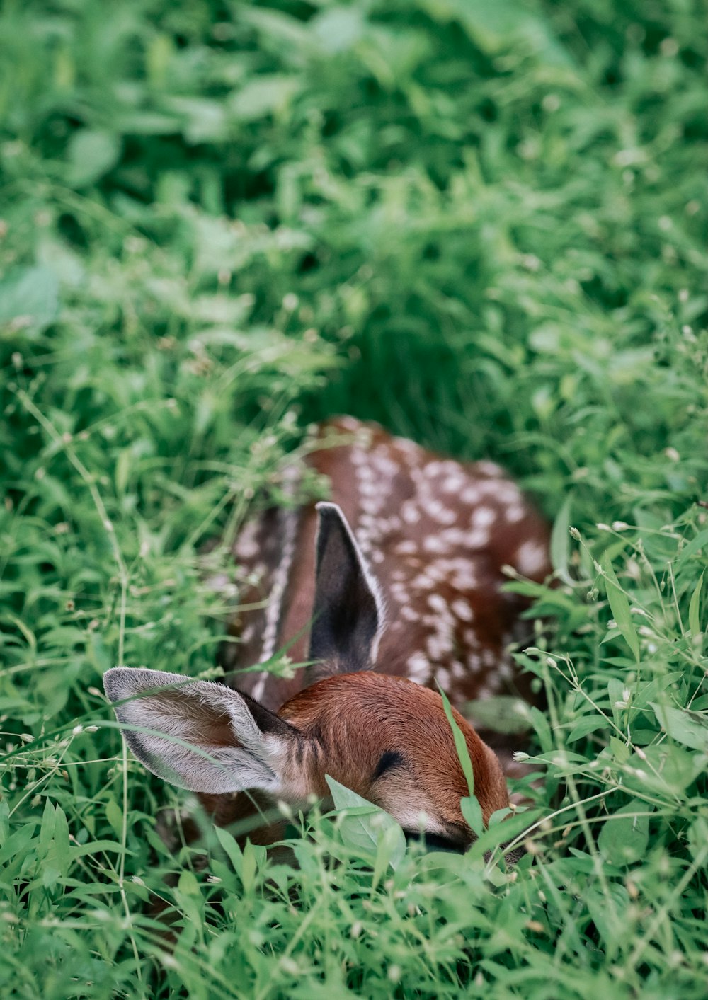 a small deer laying down in the grass