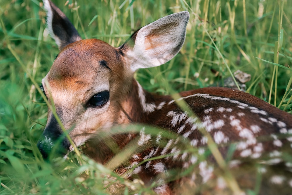 a baby deer is laying down in the grass