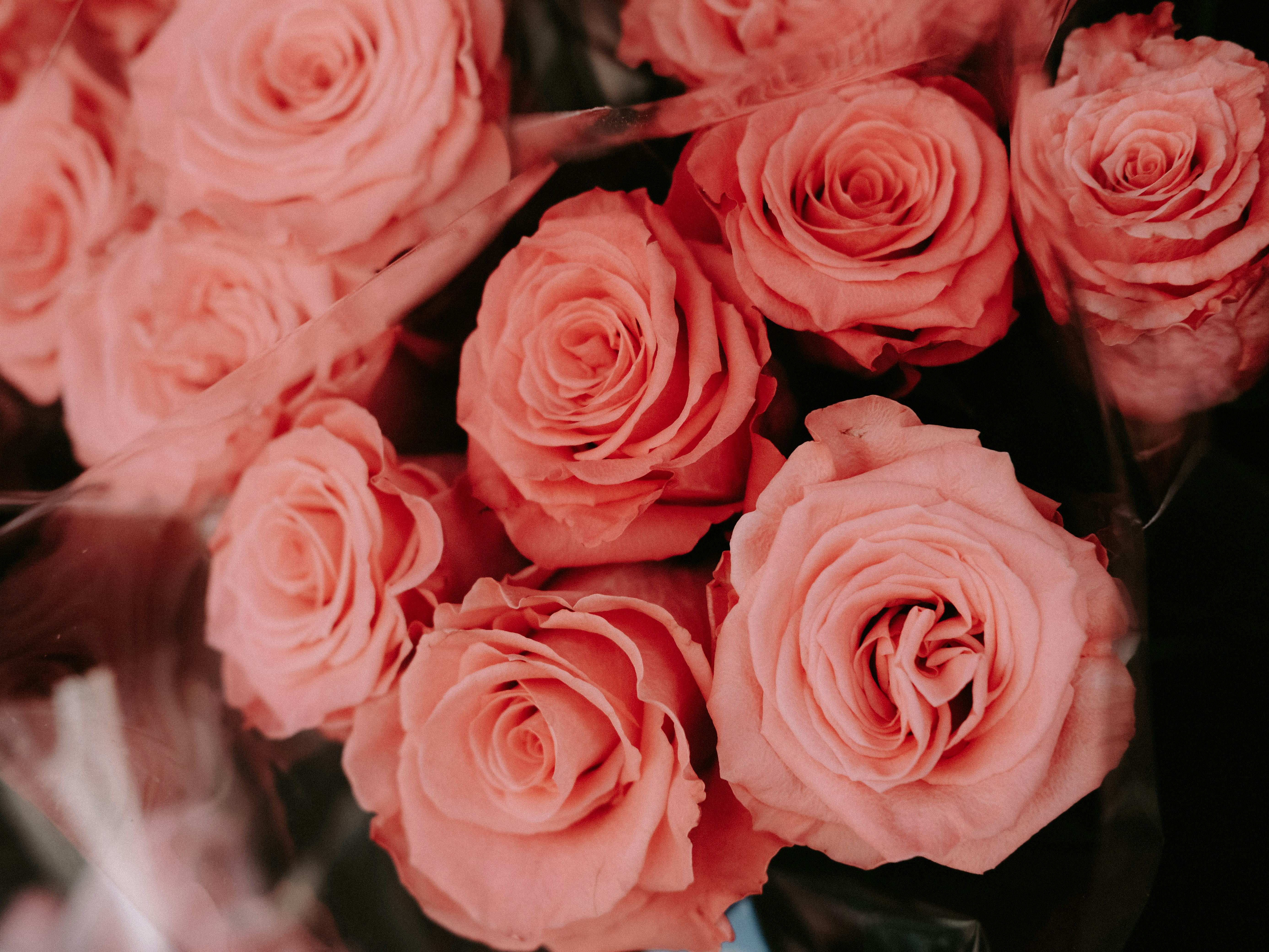 Roses, tulips, and other flowers