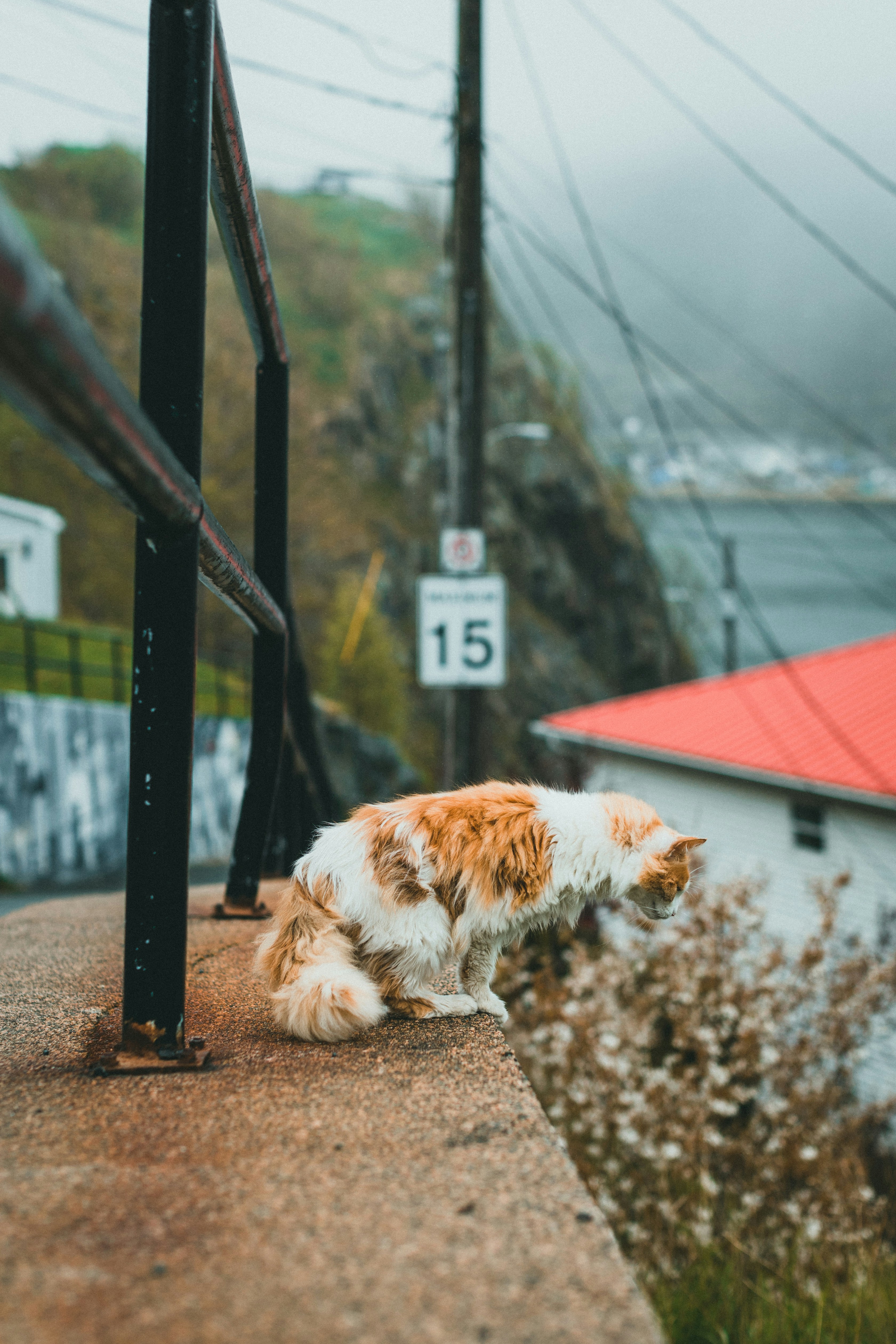12 Cat Wall Bridges That Keep Cats Engaged All Day