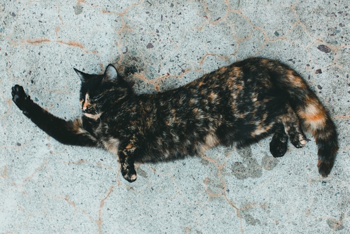 a cat laying on its back on the ground