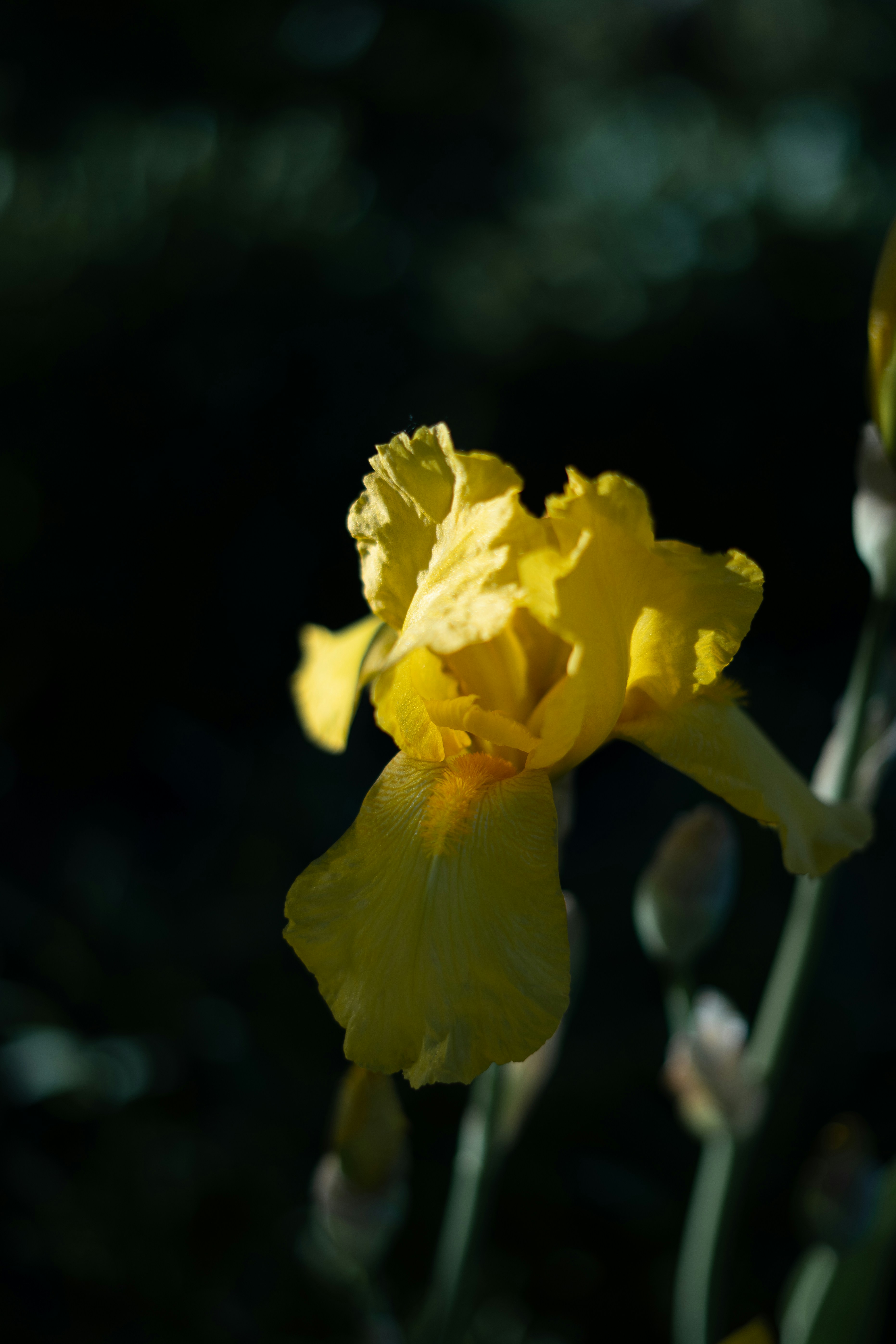 Photo by albina___white