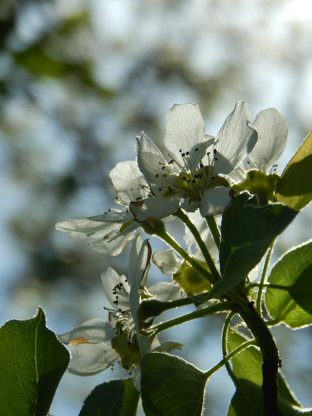 a close up of a flower on a tree branch