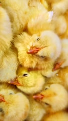 Close-up of vibrant, healthy chicks huddled together in a warm brooding area