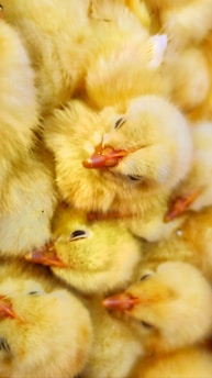 Close-up of vibrant, healthy chicks huddled together in a warm brooding area