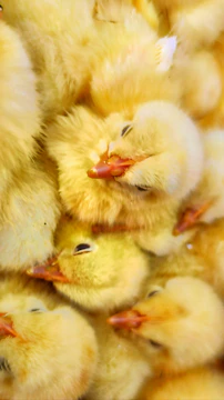 Close-up of fluffy yellow chicks huddled together in a warm brooding area.