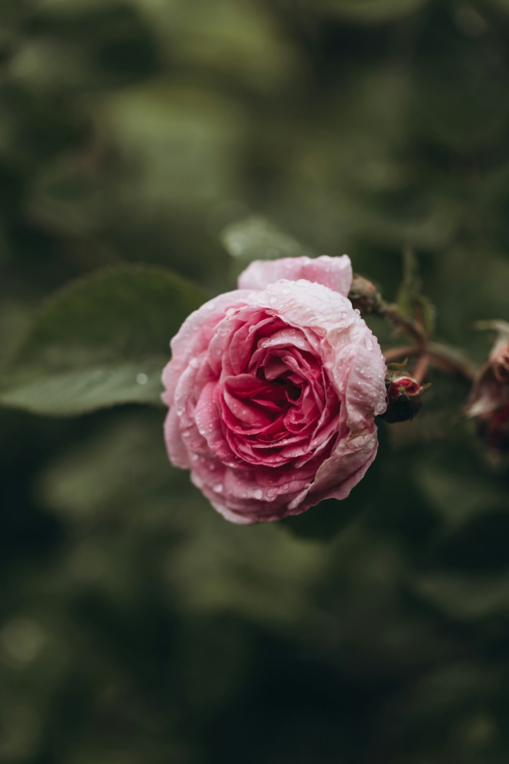 a pink rose with water droplets on it