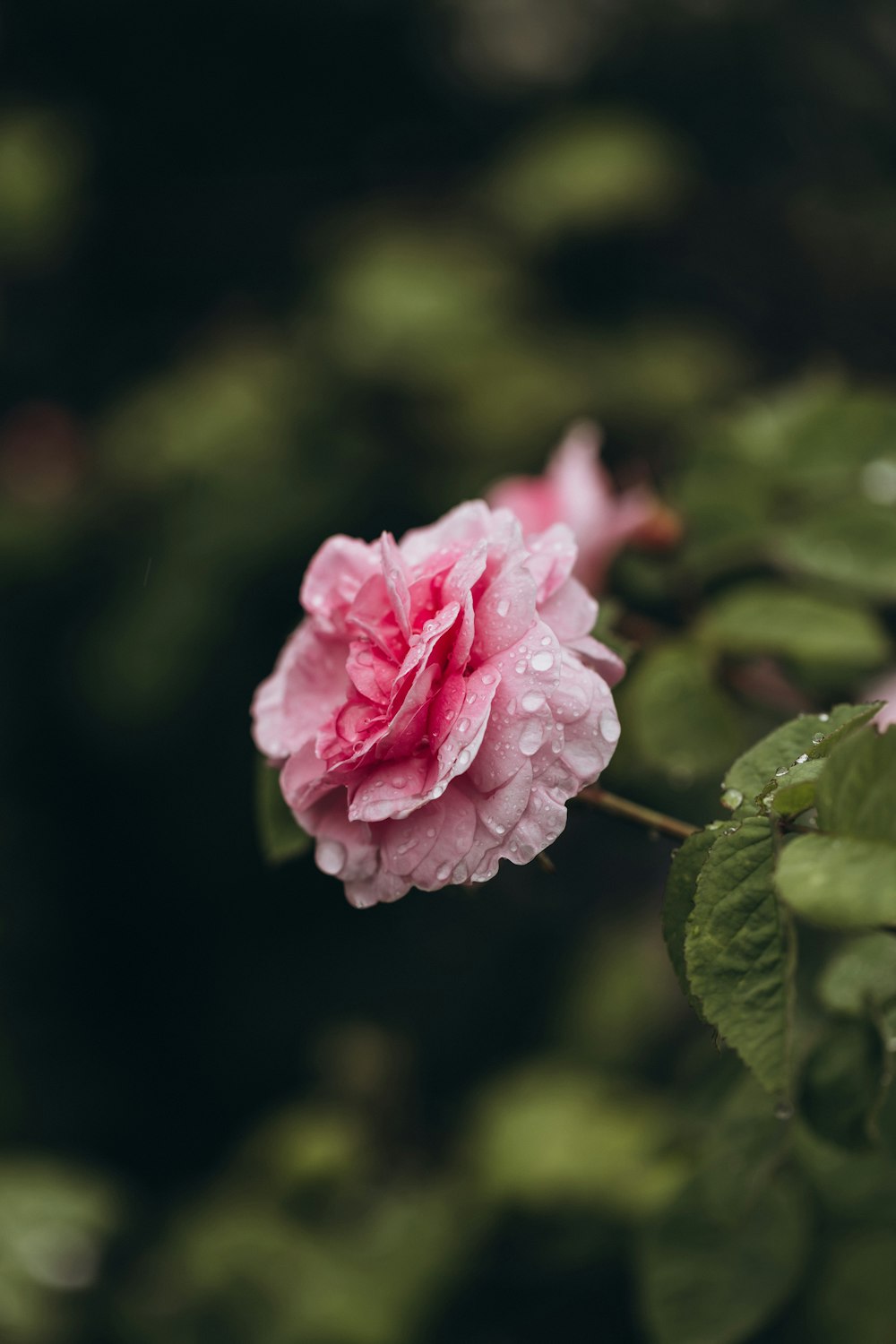 a pink flower with green leaves in the background