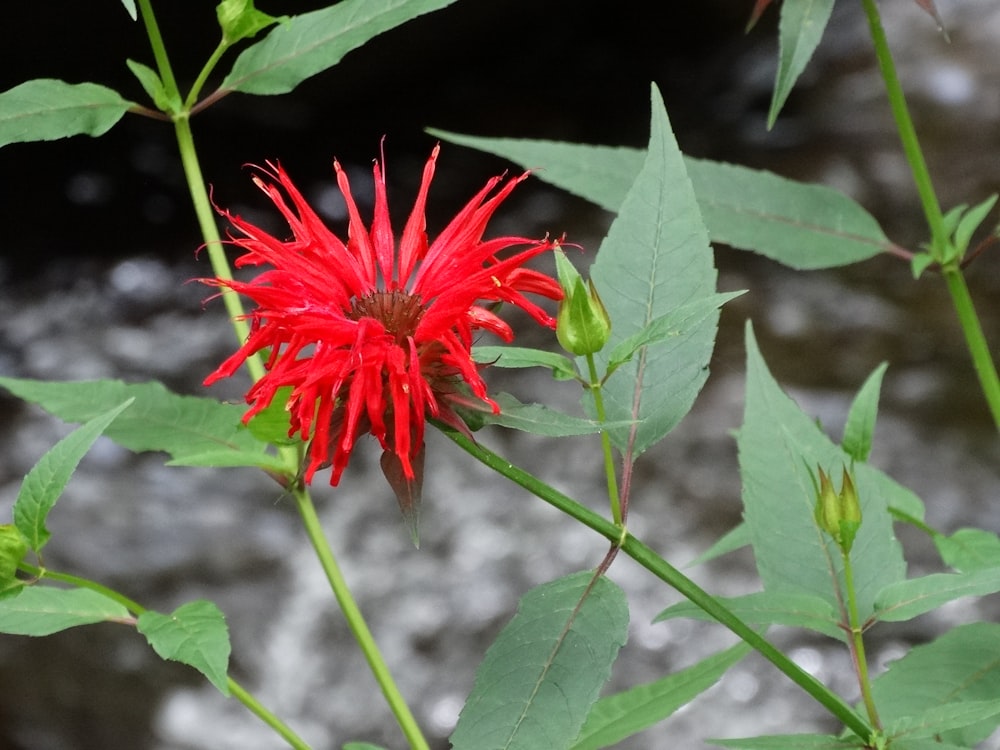a close up of a red flower near a stream
