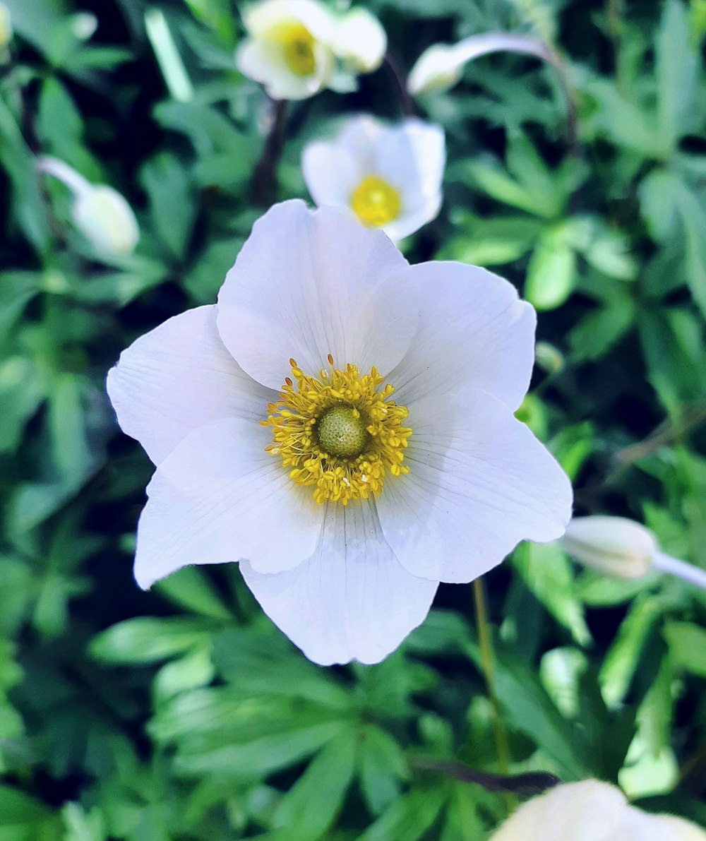 a white flower with a yellow center surrounded by green leaves