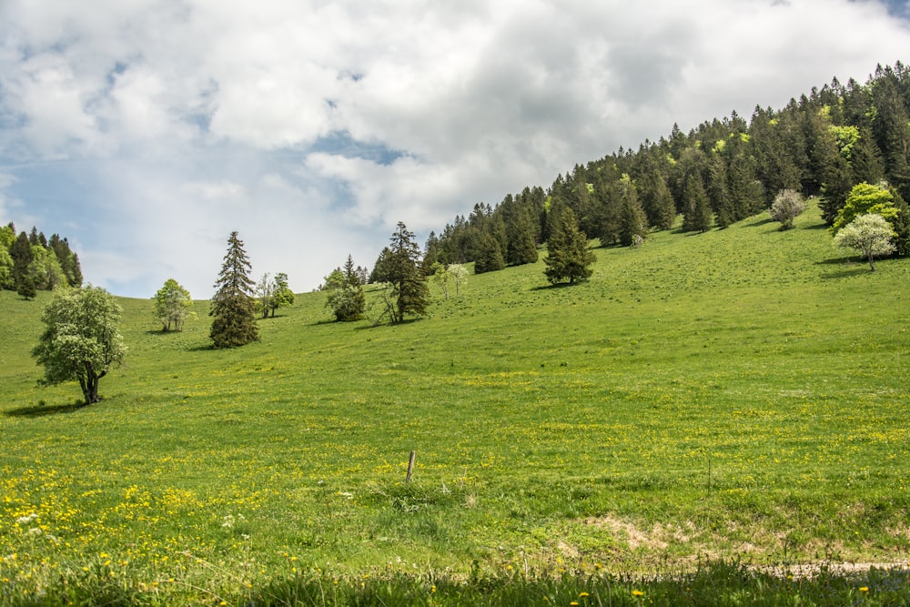 a lush green hillside covered in trees and grass