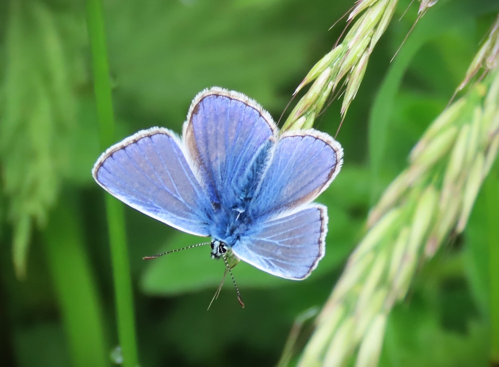 uma borboleta azul sentada em cima de uma planta verde