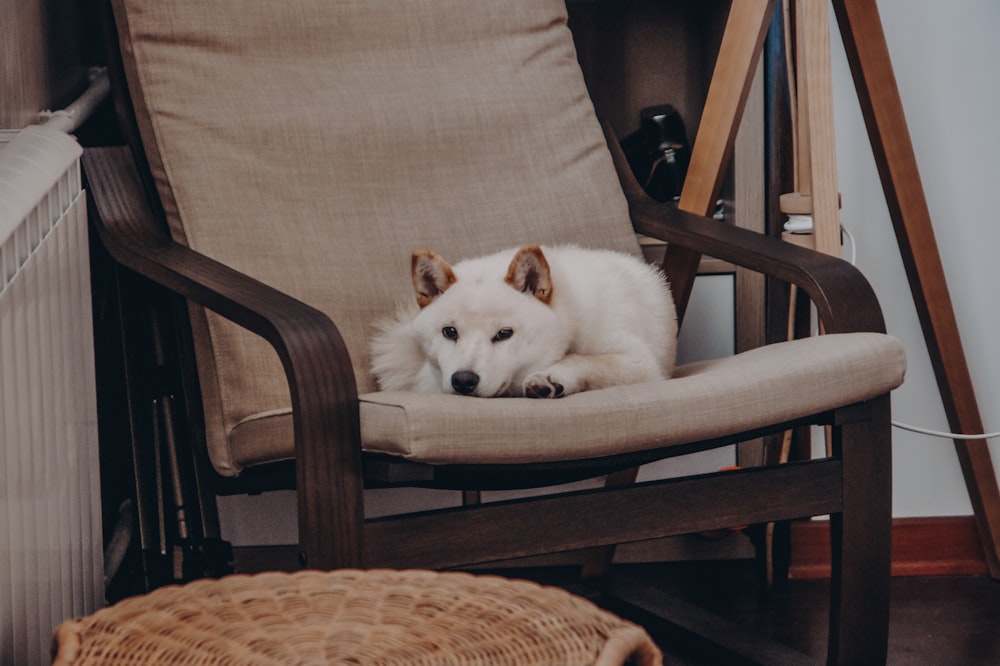 um pequeno cão branco sentado em uma cadeira de madeira
