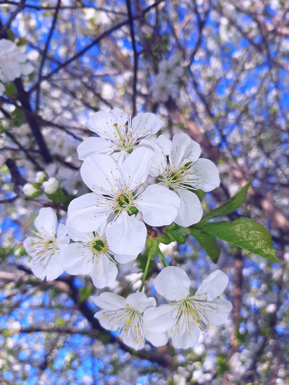 a close up of some white flowers on a tree