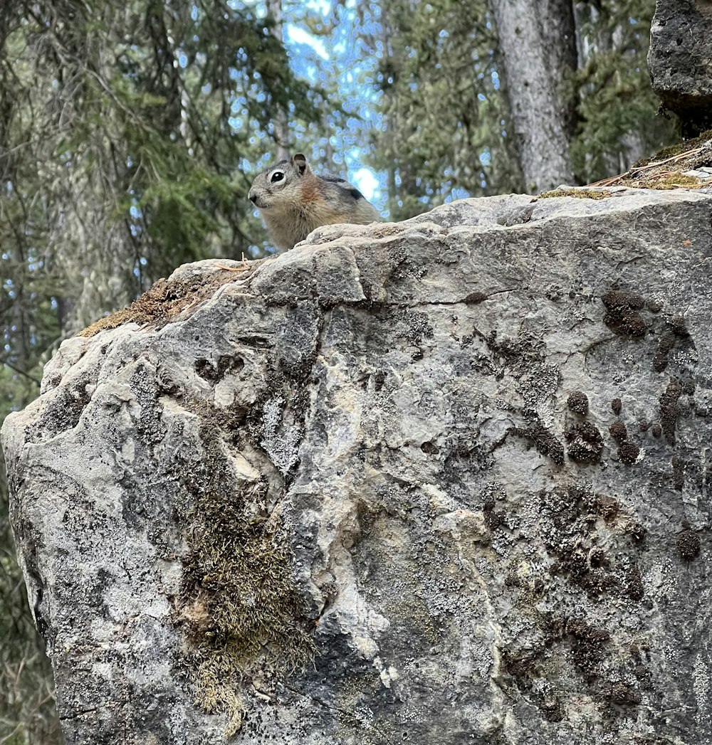 a bird is sitting on a rock in the woods