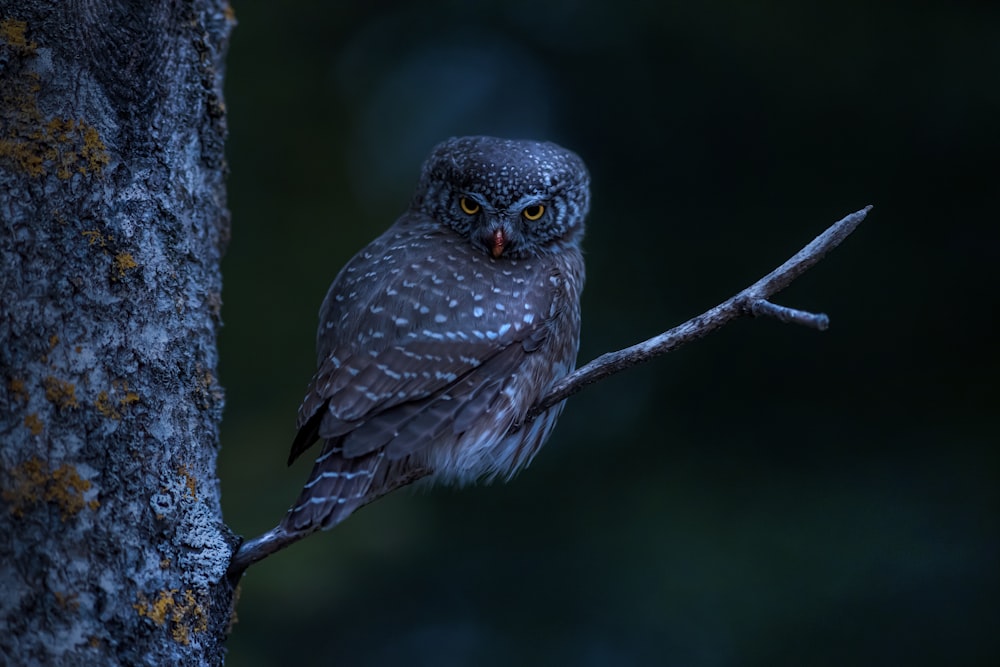 an owl is perched on a tree branch