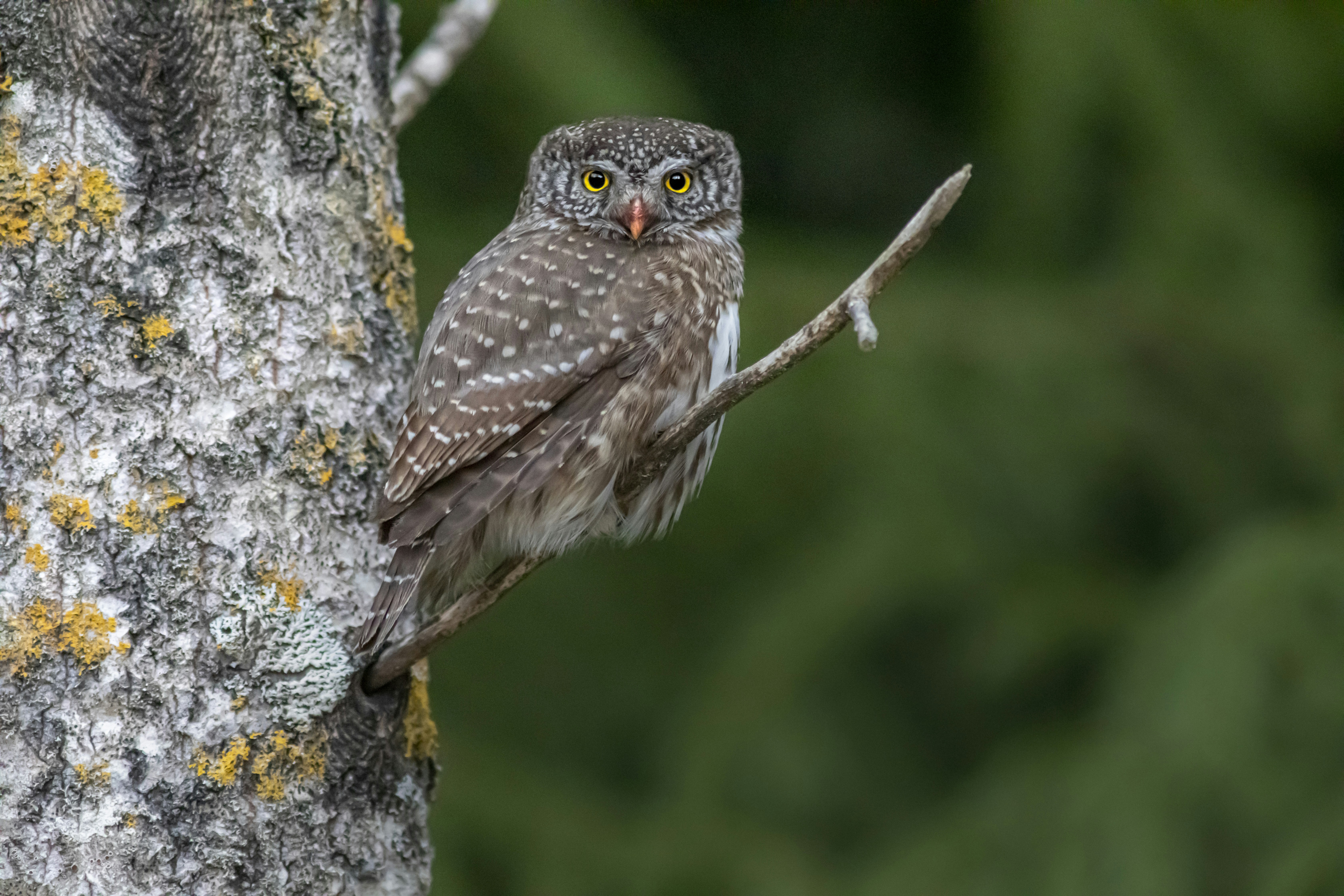 Photo by erik_karits