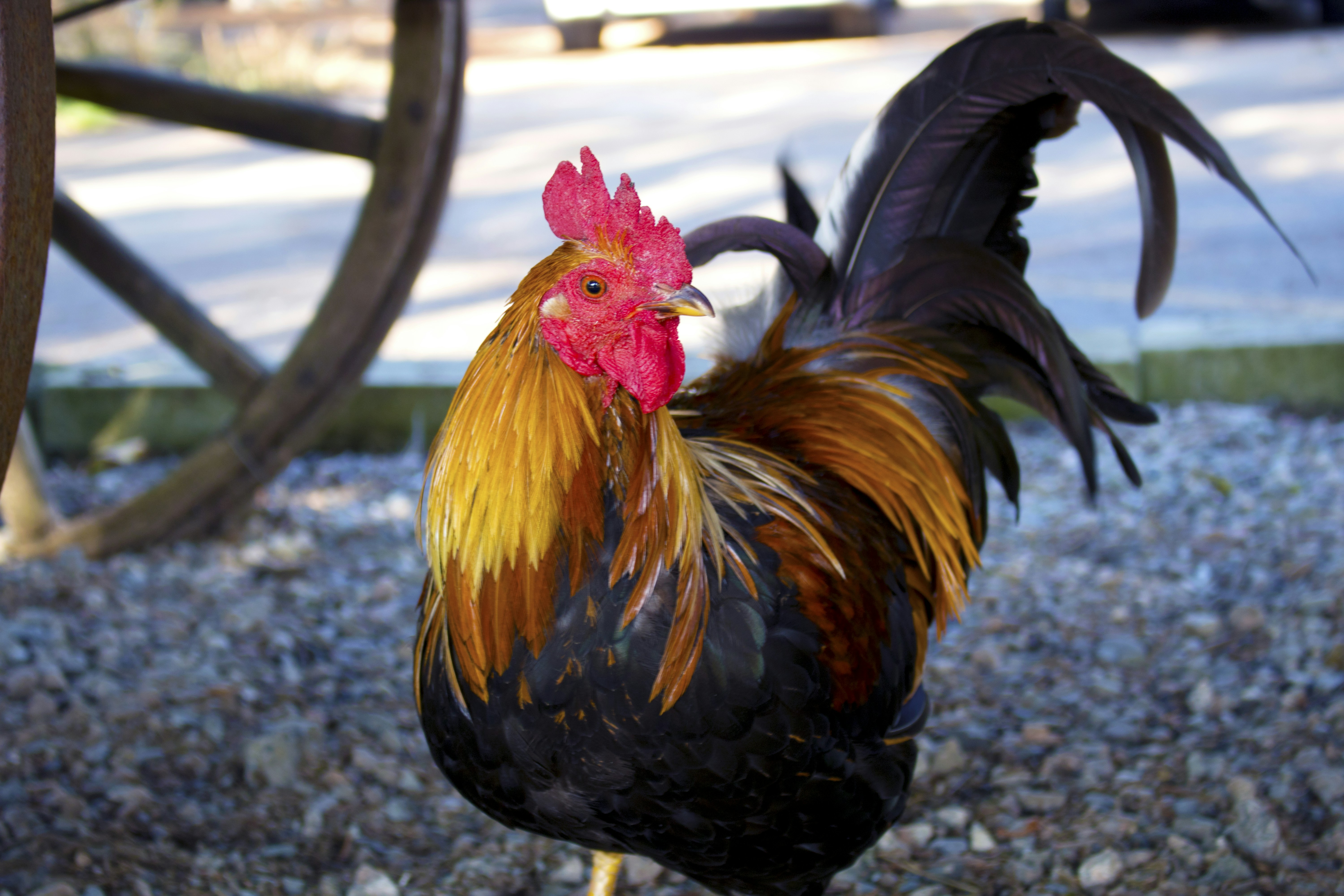 Vibrant rooster on a gravel surface, its plumage glowing in warm light. A weathered wheel and outdoor setting provide a rustic backdrop.