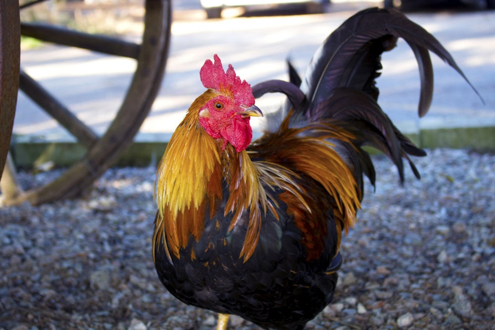 a rooster standing on gravel next to a wooden wheel
