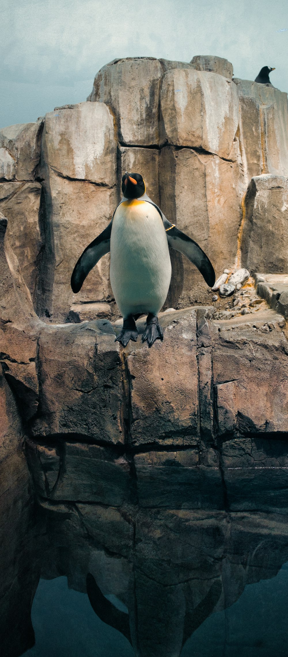 a penguin standing on a rock near water