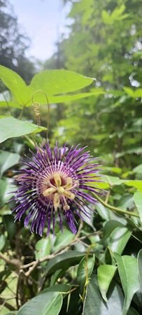A close-up of a passionflower bloom with vibrant purple and white tendrils, surrounded by lush green leaves. The intricate structure of the flower is highlighted against a background of foliage and soft sunlight filtering through the trees.
