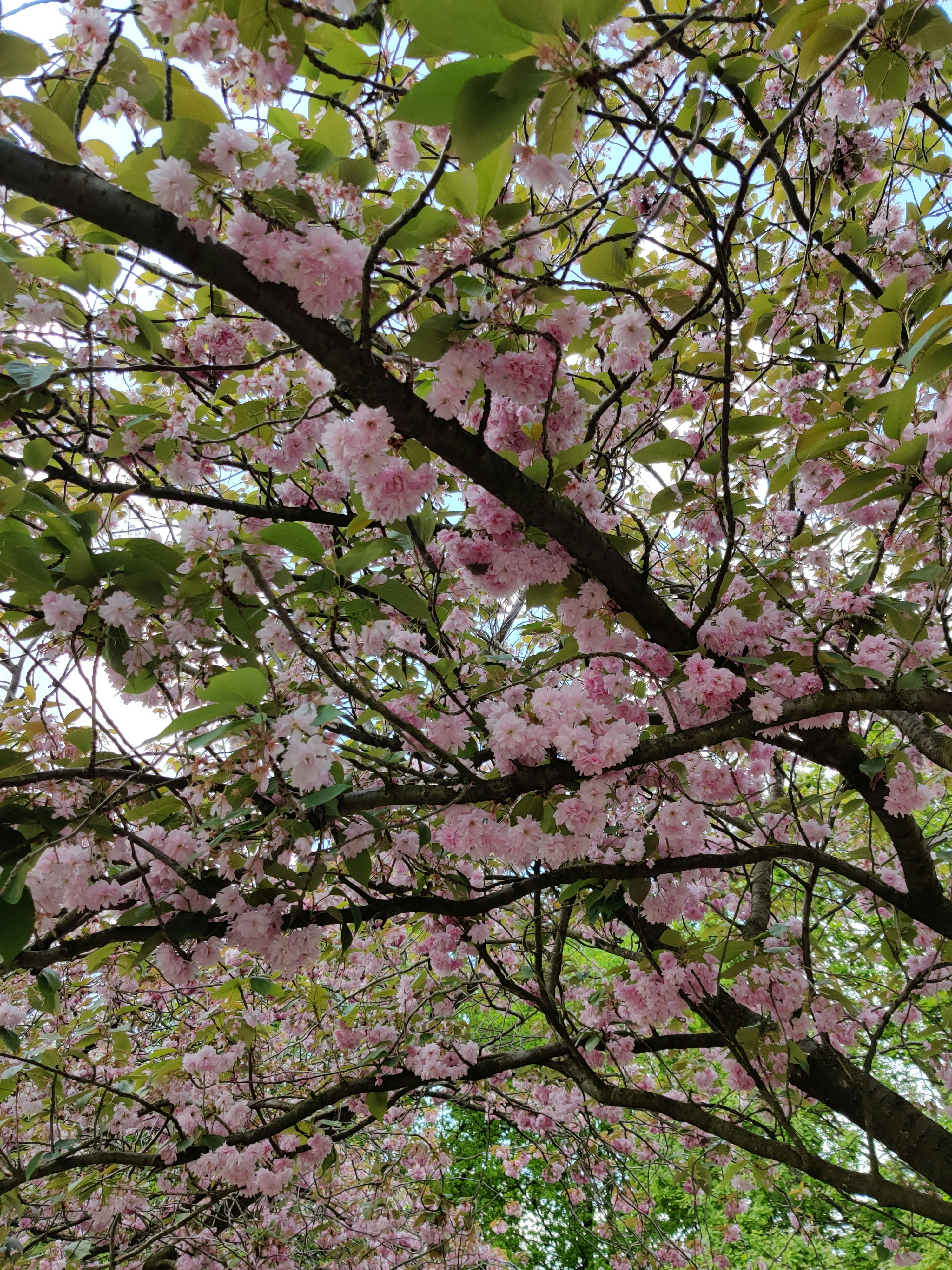 Photo by maheshipatel01