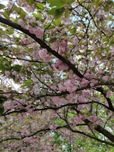 A serene image of a cherry blossom tree in full bloom.