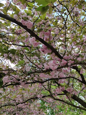 A serene image of a cherry blossom tree in full bloom.