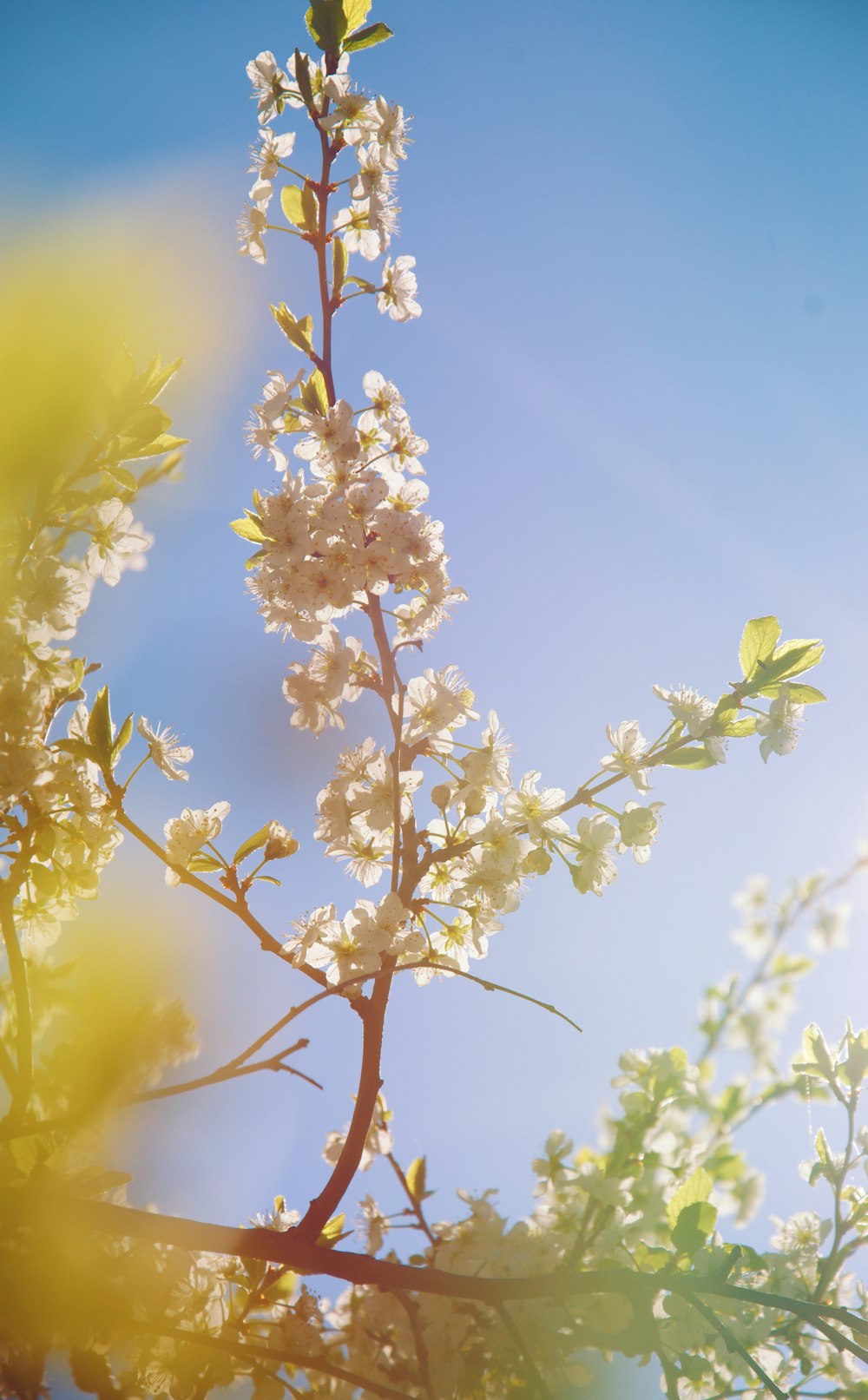 a close up of a flower on a tree