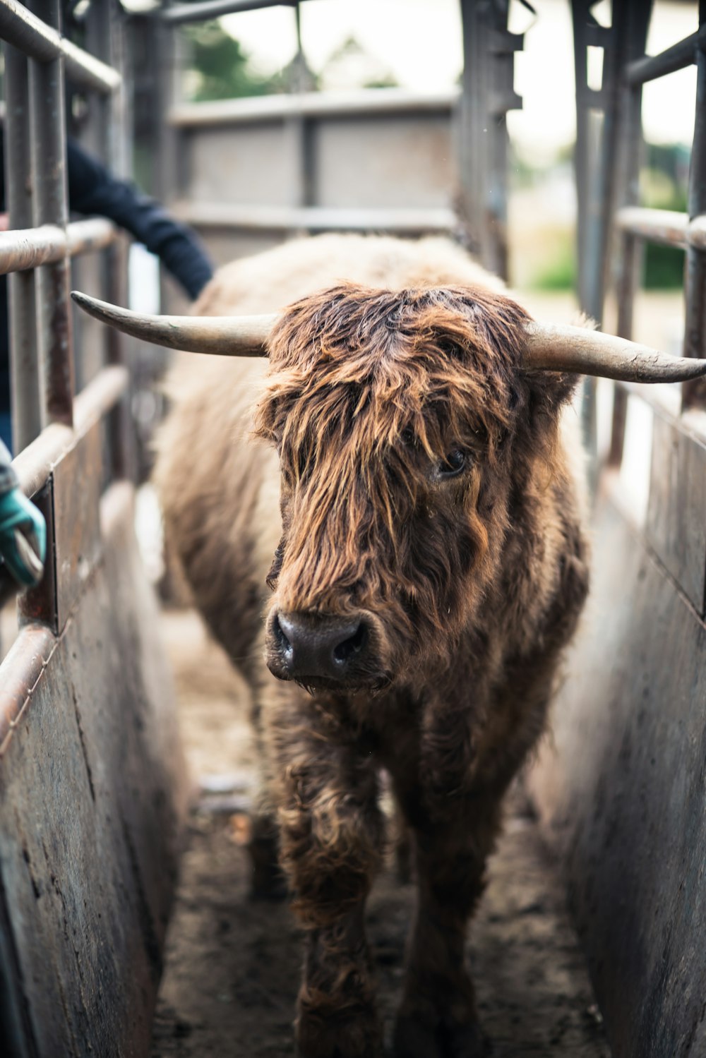 a brown cow standing inside of a metal pen