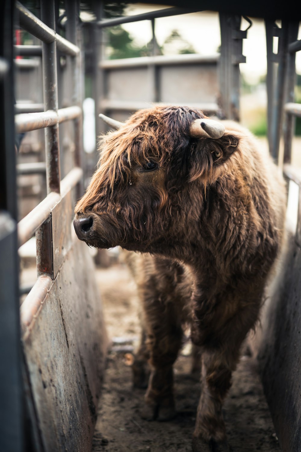 a brown cow standing inside of a metal pen