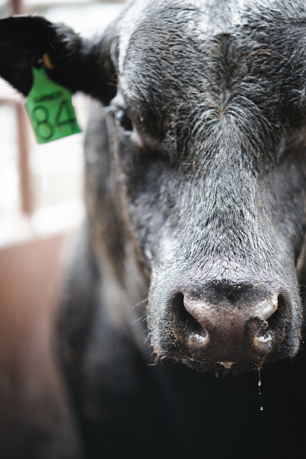 a close up of a cow with a tag on its ear