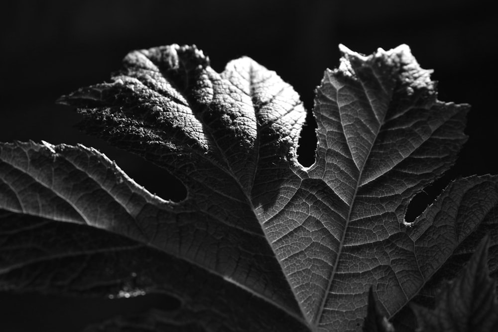 a black and white photo of a leaf