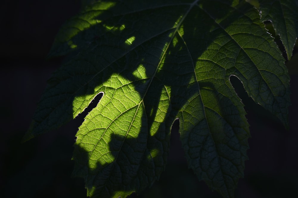 a close up of a green leaf with a black background