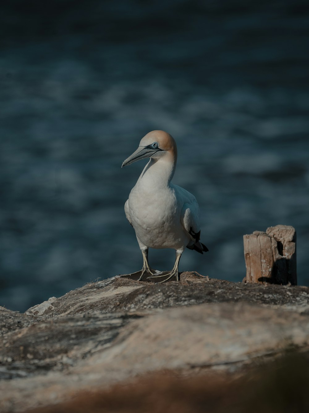 a seagull is standing on a rock by the water