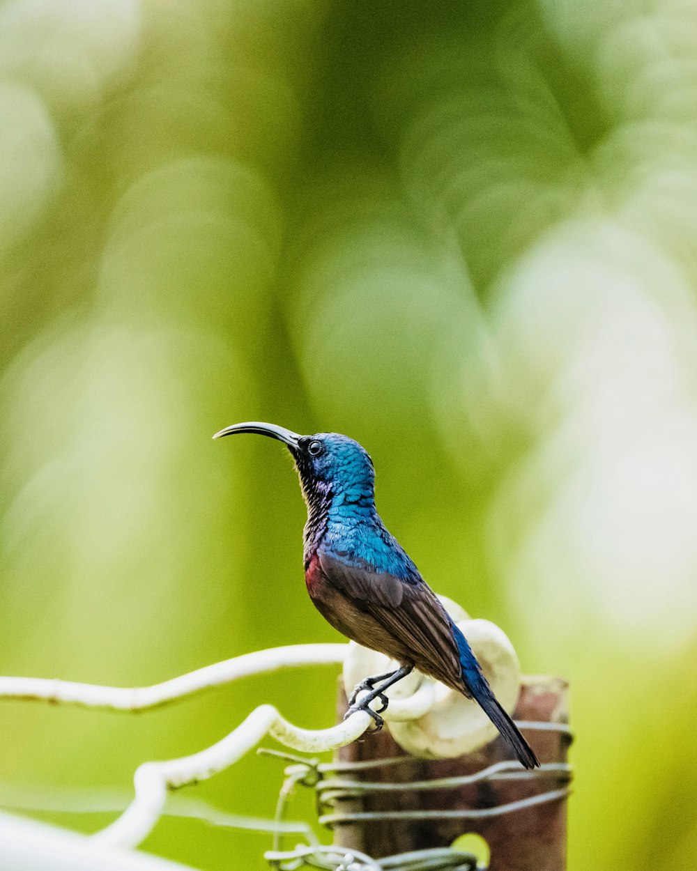 a small blue bird perched on a wire